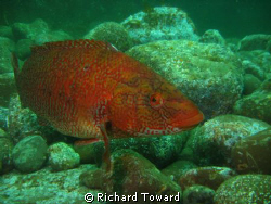 Wrasse taken with Canon A570is and Epoque 150 ds strobe, ... by Richard Toward 